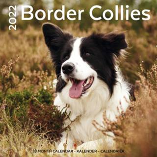 👉 Kalender Huisdieren/dieren 2022 Border Collie honden 30 cm