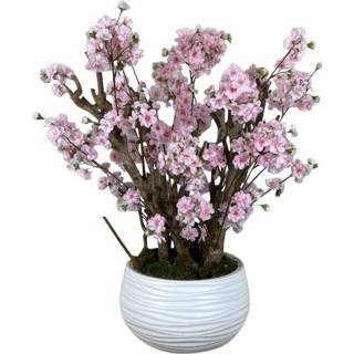 👉 Struik active Appelbloesem Sweet Pink Struik± 65 cm (incl. pot)