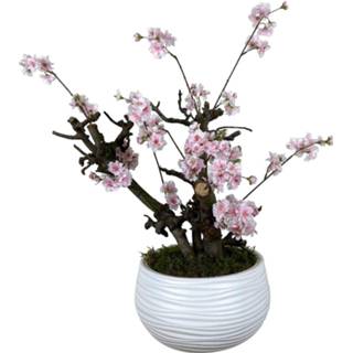 👉 Roze active Bloesemboompje± 65 cm (incl. pot) 7442954879845