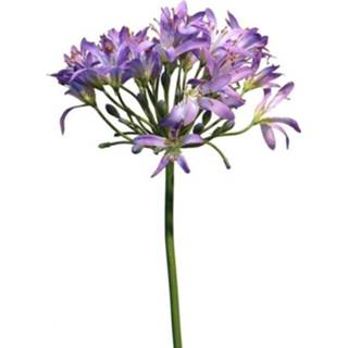 👉 Paars active Agapanthus 80 cm 7442954889820