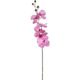 👉 Orchidee roze active 75 cm