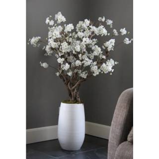 👉 Active witte Fruit bloesemboom Wit± 140 cm (incl. pot)