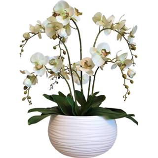 👉 Bloemstuk Orchidee Zachtgroen± 70 cm (incl. pot)