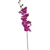 👉 Orchidee lila active 75 cm