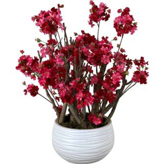 👉 Struik magenta active Appelbloesem Fuchsia Struik± 65 cm (incl. pot)