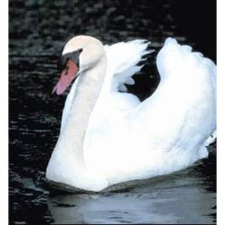👉 Swan Animal Essences (zwaan) 30 ml 8717624994395