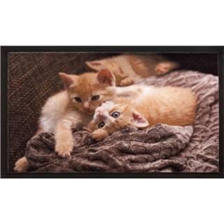 👉 Deurmat Hamat Image Cats - 40x60 cm Multi-Color 8712088086266