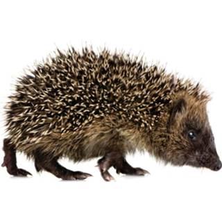 👉 Muursticker XL bruin KEK AMSTERDAM Forest Friends Hedgehog