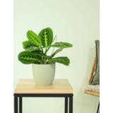 👉 Limoen Maranta Lemon Lime - P12