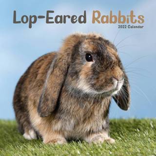 👉 Kalender Huisdieren/dieren 2022 Konijnen 30 Cm - Jaarkalenders 8720576384763