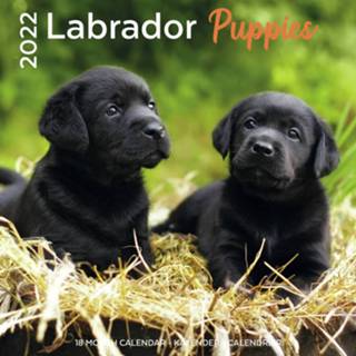 👉 Kalender Huisdieren/dieren 2022 Labrador Retriever Puppy Honden 30 Cm - Jaarkalenders 8720165756513