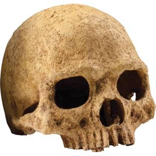 👉 Exo Terra Schuilplaats Primate Skull - Ornamenten - 17x13.5x11.5 cm