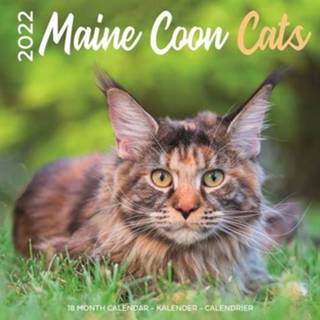 👉 Kalender - 2022 Maine Coon Cats 8720165756544