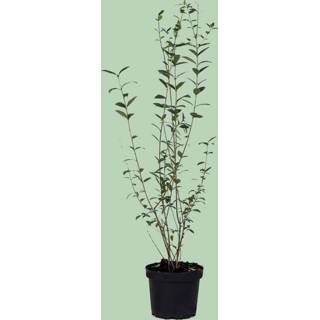 👉 Liguster - Ligustrum Vulg. Atrovirens 80/100 cm