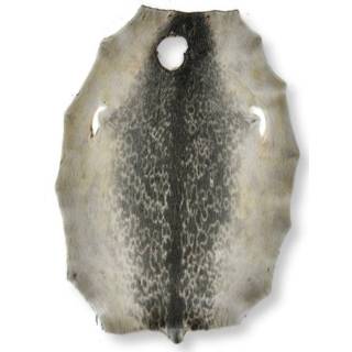 👉 Onesize unisex grijs Ringed Seal (Ringsæl) Natural