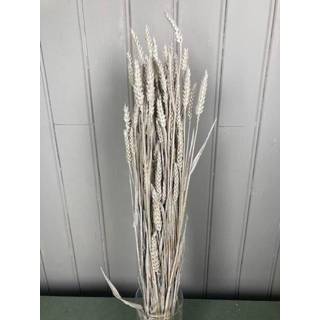 👉 Wit natuurlijk materiaal GeenKleur Bries aan Zee Gedroogde tarwe - triticum in de kleur frosted white Default 8785261913178