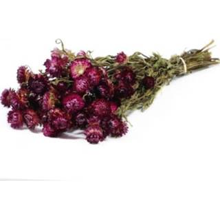 👉 Droogbloem roze natuurlijk materiaal GeenKleur Bries aan Zee Droogbloemen - Gedroogde strobloem donker Helichrysum Default 8785266399977