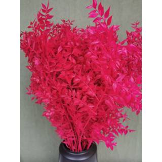 👉 Natuurlijk materiaal GeenKleur Bries aan Zee Ruscus Cerise Default 8785261908273