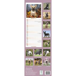 👉 Kalender One Size meerkleurig Dieren 2022 Franse Bulldog honden 15 x 42 cm- Maandkalenders/jaarkalenders - Wandkalenders 9781839413421