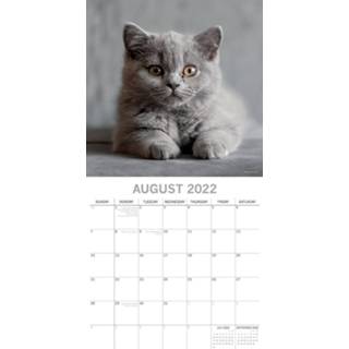 👉 Kalender One Size meerkleurig Huisdieren/dieren 2022 poezen/katten ras 30 cm - Maandkalenders/jaarkalenders Wandkalenders 9781800543287