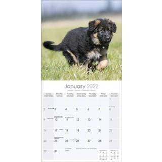 👉 Kalender One Size meerkleurig Huisdieren/dieren 2022 Duitse Herder honden 30 cm - Maandkalenders/jaarkalenders Wandkalenders 9781839411694