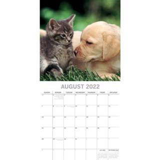 👉 Kalender One Size meerkleurig Huisdieren/dieren 2022 katten/poezen en honden 30 cm - Maandkalenders/jaarkalenders Wandkalenders 9781800543065