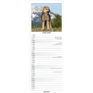 👉 Kalender One Size meerkleurig Dieren 2022 wolves 15 x 42 cm - Maandkalenders/jaarkalenders Wandkalenders 9781839413667