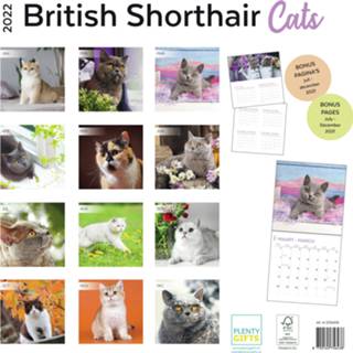 👉 Kalender One Size meerkleurig Huisdieren/dieren 2022 Britse korthaar katten/poezen 30 cm - Maandkalenders/jaarkalenders Wandkalenders 8720165756438