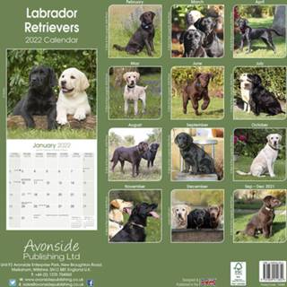 👉 Kalender One Size meerkleurig Huisdieren/dieren 2022 Labrador Retriever honden 30 cm - Maandkalenders/jaarkalenders Wandkalenders 9781839411854