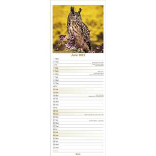 👉 Kalender One Size meerkleurig Dieren/vogel 2022 uilen 15 x 42 cm - Maandkalenders/jaarkalenders Wandkalenders 9781839413643