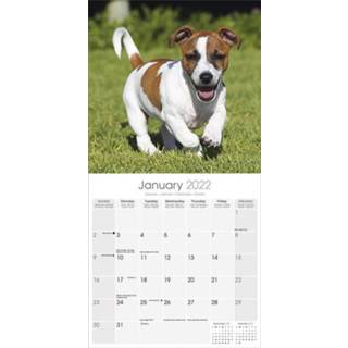 👉 Kalender One Size meerkleurig Huisdieren/dieren 2022 Jack Russel honden 30 cm - Maandkalenders/jaarkalenders Wandkalenders 9781839411809