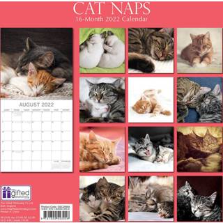 👉 Kalender One Size meerkleurig Huisdieren/dieren 2022 katten/poezen dutjes 30 cm - Maandkalenders/jaarkalenders Wandkalenders 9781800543058