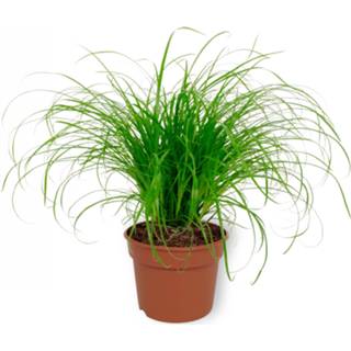 👉 Katten gras One Size Color-Groen Kamerplant Cyperus Zumula - Kattengras 12cm diameter 8720211822988