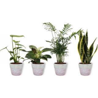 👉 Betonnen pot One Size wit lila Set van 4 Kamerplanten - Monstera Deliciosa & Philodendron White Wave Chamaedorea Sansevieria Superba in ± 25cm hoog 12cm diameter 8720595121141