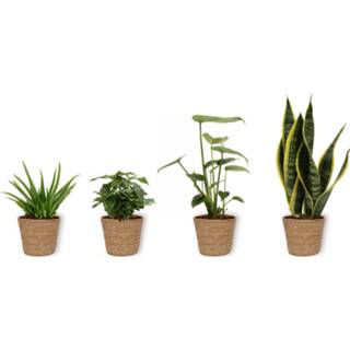 👉 Mand One Size mannen 4 Kamerplanten - Aloe Vera, Monstera, Sansevieria & Koffieplant met geleverd 8720211823183