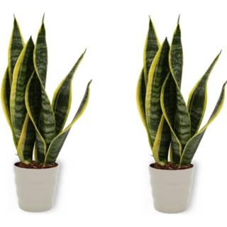 👉 Sierpot One Size Color-Grijs vrouwen grijze 2x Sansevieria Laurentii plant - Vrouwentong ± 40cm hoog In 8720211824067