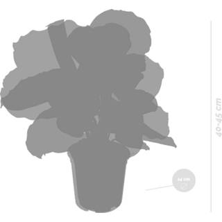 👉 Medaillon One Size Color-Groen Calathea 'Medaillon' & 'Orbifolia' | Luchtzuiverende kamerplanten in kwekerspot ⌀14 cm - ↕50 8720153504331