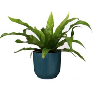 👉 Sierpot blauw One Size no color Asplenium 'antiquum' in Vibes Fold Rond (diepblauw) (AspAnt - 14x25 cm)