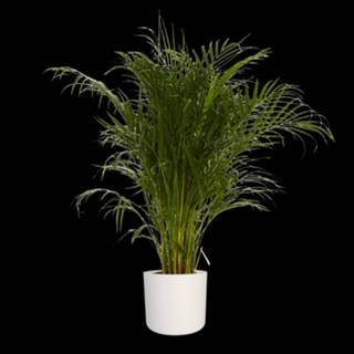 👉 Sierpot One Size no color Goudpalm in ® ELHO b.for soft (Dypsis Lutescens - 24x125 cm) 202111240843