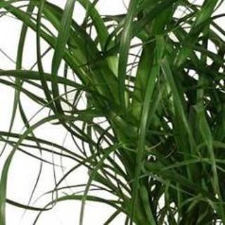 👉 Beaucarnea One Size no color mannen (vertakt) in Kira mand (BV27DPK - 27x80 cm) 202110291655