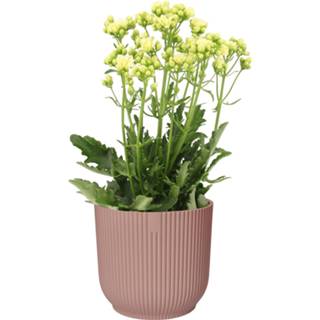 👉 Sierpot no color One Size wit roze Kalanchoë Sunny White in ELHO Vibes Fold (delicaat roze) (14SunnyWhite - 16x40 cm)