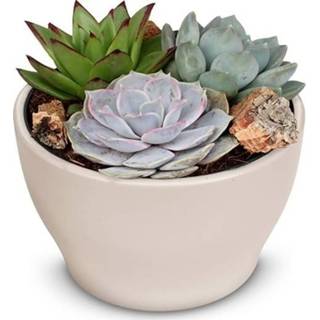 👉 Vetplant keramiek One Size no color Ivana met trio vetplanten (AS217 - 13x13 cm)