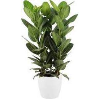 👉 Sierpot wit One Size no color Ficus Audrey in ELHO (wit) (30x90 cm)