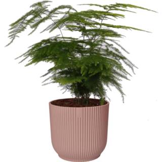 Sierpot roze One Size no color Asparagus Setaceus ‘Plumosus’ in Vibes Fold Rond (delicaat roze) (AspPlu - 14x28 cm)