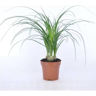 👉 Beaucarnea One Size no color recurvata nolina (3 per pot) (PNLNOL12 - 12x35 cm)