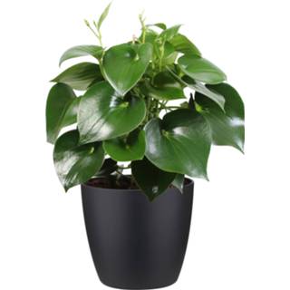 👉 Sierpot zwart One Size no color Peperomia polybotrya ‘Raindrop’ in ELHO (zwart) (FF049-PEPER27 - 30x65 cm)