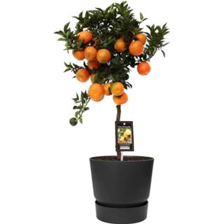 👉 Sierpot zwart One Size no color mannen Citrus Mandarin in ELHO outdoor Greenville Rond (zwart) (MANDARIN P22 - 25x85 cm)