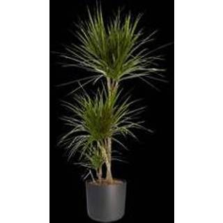 👉 Sierpot One Size no color Dracaena Marginata in ® ELHO b.for soft (24x125 cm)