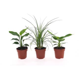 👉 Bananenplant One Size no color Combinatie Bananenplant, Beaucarnea en Strelitzia (PNL12-MIX5 - 12x35 cm)