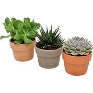 👉 Vetplant terracotta keramiek One Size no color Trio vetplanten in (AS 258 - 10,5x16 cm)